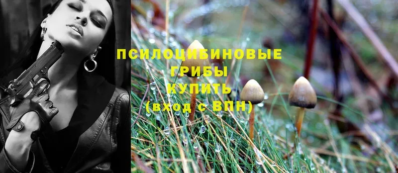 Галлюциногенные грибы Psilocybe Верхотурье